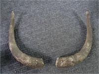 Pair Cattle Horns