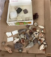 Collection of fossils and specimens