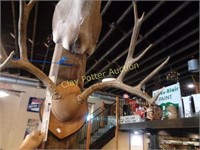 Large Mounted Antlers