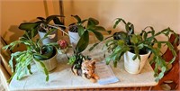 Certified Yorkie planter and other plants