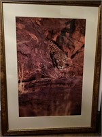 Leopard Framed Photo - Numbered Paul Dalzell