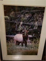 Elk Framed Photo - Numbered Paul Dalzell