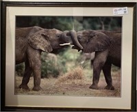 Elephants Framed Photo - Numbered Paul Dalzell
