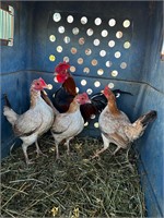 (NSW) 4 OLD ENGLISH GAME BANTAMS