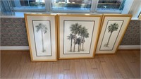Palm tree pictures- set of 3