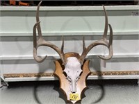 WHITE TAIL EUROPEAN MOUNT