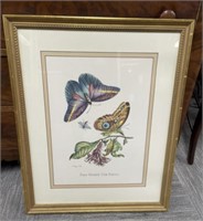 Gold Framed Butterfly Print