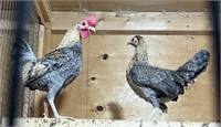 Pair-Creole Old English Bantams- Breeders