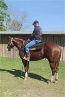 AQHA Jewels First Oak