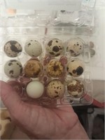 1-Doz Texas A&M White Coturnix Hatching eggs