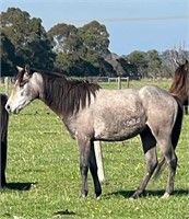 (VIC) STEEL - RIDING PONY X ANDALUSIAN COLT