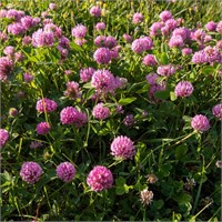 SEALED-Outsidepride 5lb Red Clover Seed