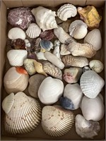 Seashells