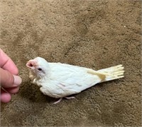 H/F Baby albino cockatiel - unsexed