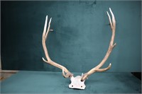 Elk Antlers