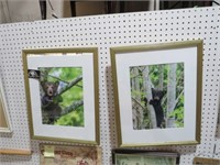 2 GOLD FRAMED WOOD NATURE PHOTOS BY NATE NELSON