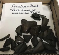 FOSSILIZED SHARK’S TEETH FOUND IN WACCAMAW RIVER