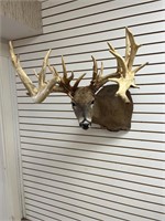 B/C Non Typical Gross 288" White Tail Real Antlers