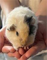 Female-Guinea Pig-Born 03/19/2024