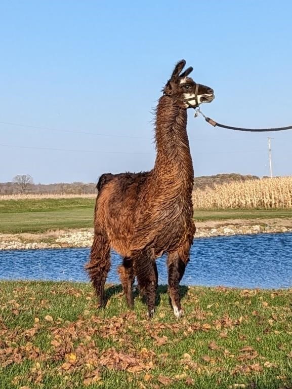 Spring Fling Online Llama Auction 2024