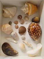 ASSTD SEASHELLS #7,  CORAL,TIGER COWRIE, OTHER