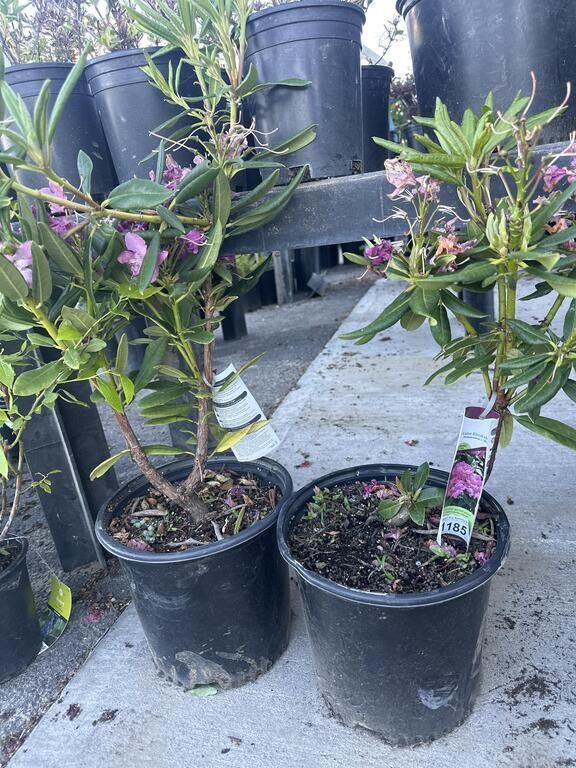 2 Lots of 1 ea 1 Gal Holden Rododendron