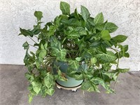 Live Potted Plant On Casters, 36in Tall X 40in W