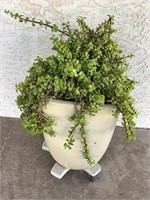 Live Potted Plant On Casters, 26in Tall X 17in W