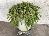 Live Potted Plant On Casters, 26in Tall X 18in W