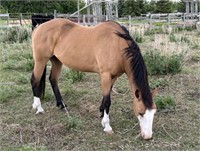 Mare-Buckskin Quarter Horse-14 years, 14.1/2 HH