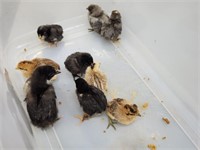 10 Baby Chicks - Future Egg Layers from Good Stock