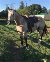 Reg 17 year old Quarter Horse mare