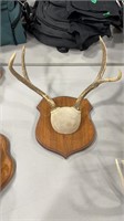 DEER ANTLER