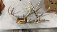 WHITETAIL ANTLERS