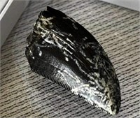 Juvenile T-Rex Tooth with Feeding Marks 72.7-66 Ma