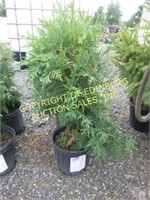 DARK GREEN ARBORVITAE