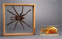 Tarantula Taxidermy & Piranha Specimen Shadow Box