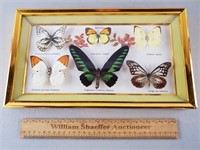Rhodes Butterfly Display 8 & 3/8 x 14 & 1/2"