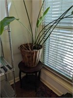 PLANT, ENDTABLE AND PLANTER