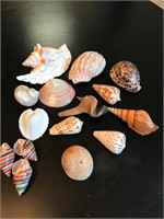 Unique & rare shells