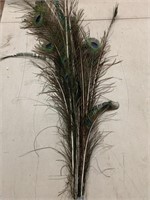 Bundle of Peacock Feathers