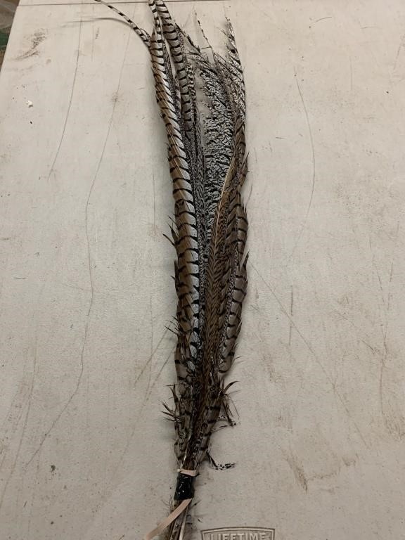 Bundle of Pheasant Tail Feathers