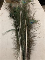 Large Bundle of Peacock Feathers