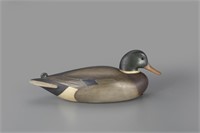 Mallard