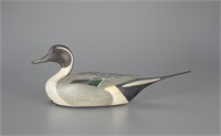 Pintail Drake