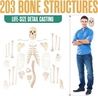 $161 Disarticulated Human Skeleton