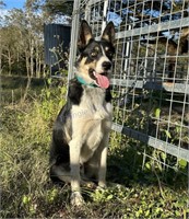 "Big Bend Kid" 2023 Border Collie Male