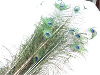 (10+) Peacock Feathers-Assorted Lengths