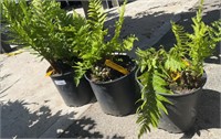 3 Lots /1ea  2 Gal Fern Dryopteris Filix-mas Male