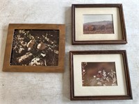 3 framed photographs